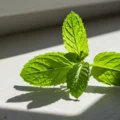 Co odstrasza pająki w domu? Skuteczne i naturalne metody
