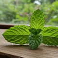 Czego nie lubią myszy? Rośliny i aromaty odstraszające